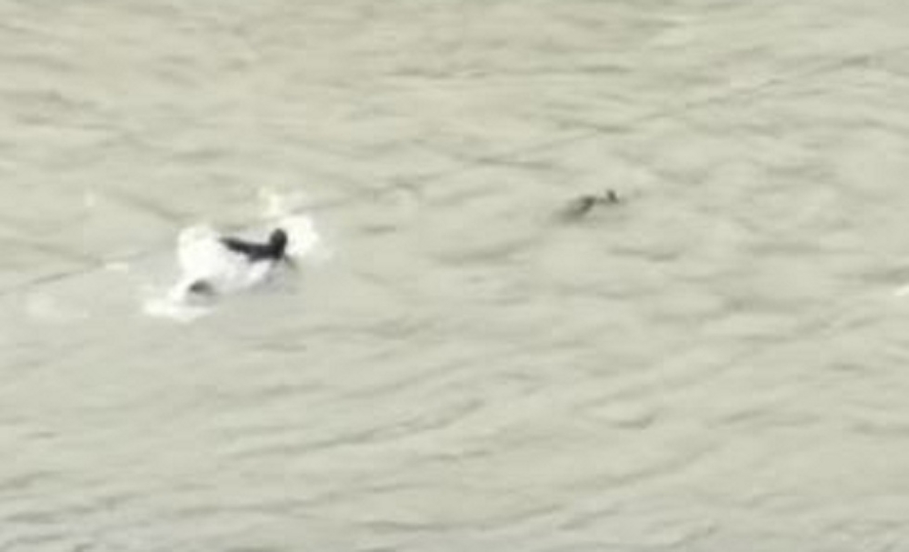 Karacayı kurtarmak için gözünü kırpmadan Çoruh Nehri’ne atladı