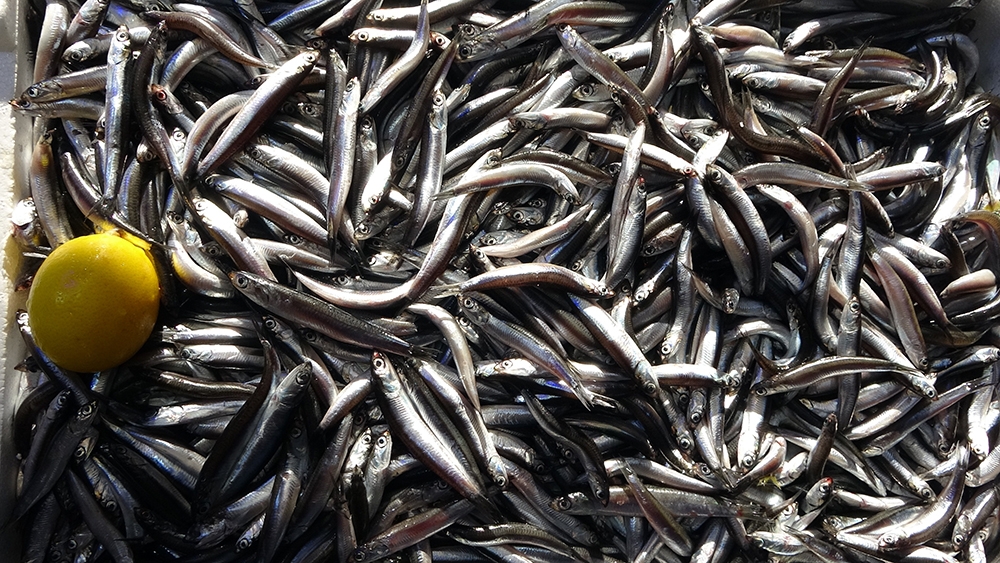 Karadeniz hamsisine yoğun ilgi