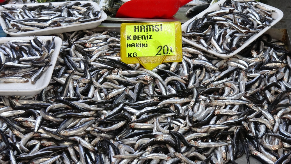 Karadeniz Hamsisinin Kilogram Fiyatında Düşüş Sürüyor