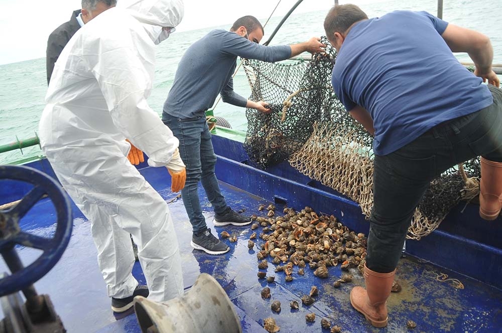 Karadeniz salyangozu mercek altında