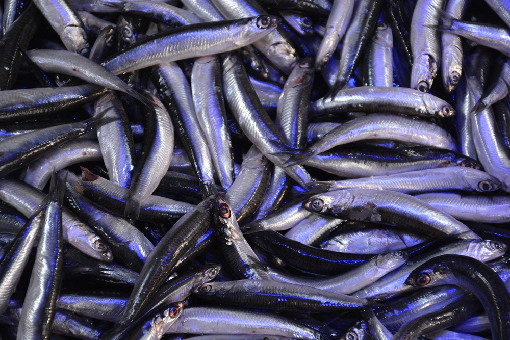 Karadeniz’de balıkçıların yüzünü hamsi güldürdü