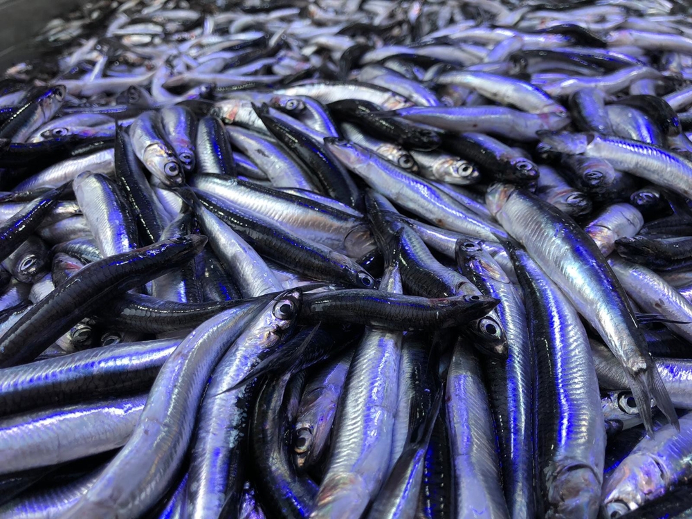 Karadenizde Hamsi Yeniden Yükselişte