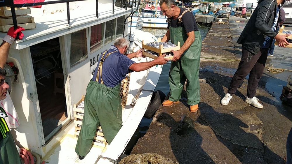 Karadeniz’de Palamut bereketi