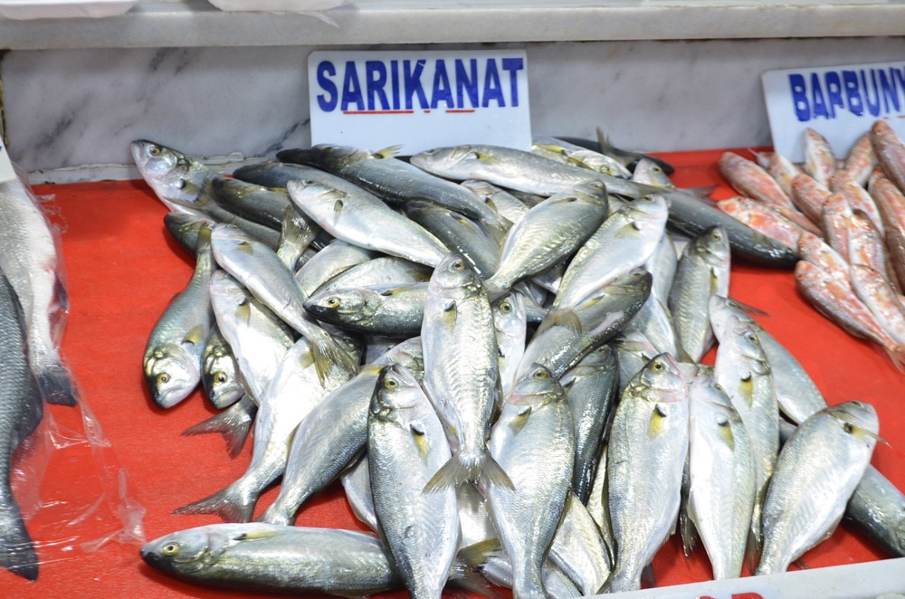Karadeniz’den çıkan 20 tonluk müjde kısa sürdü