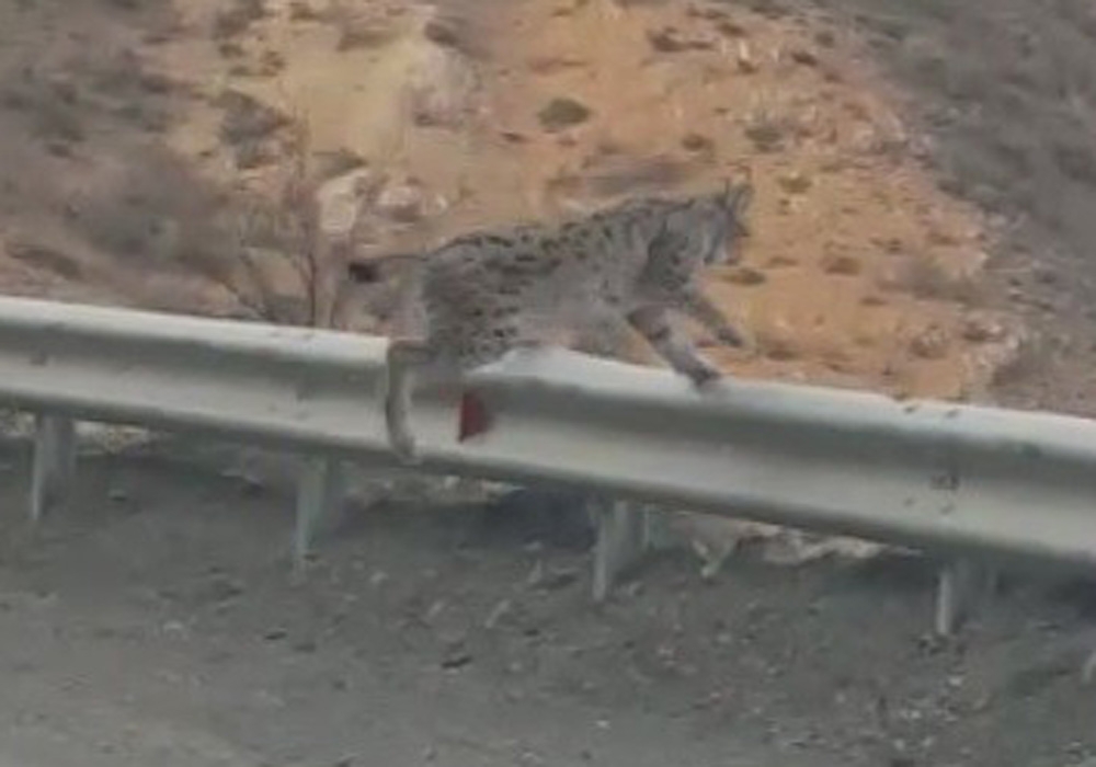 Karayoluna inen vaşağın umursamaz hali böyle görüntülendi