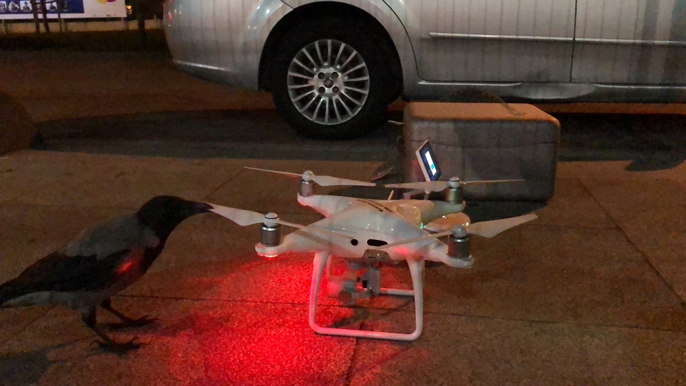 Karganın Drone Merakı Renkli Görüntülere Sahne Oldu