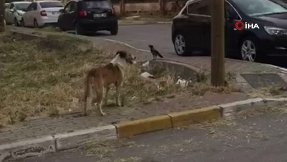 Kargayla köpeğin kavgası gülümsetti