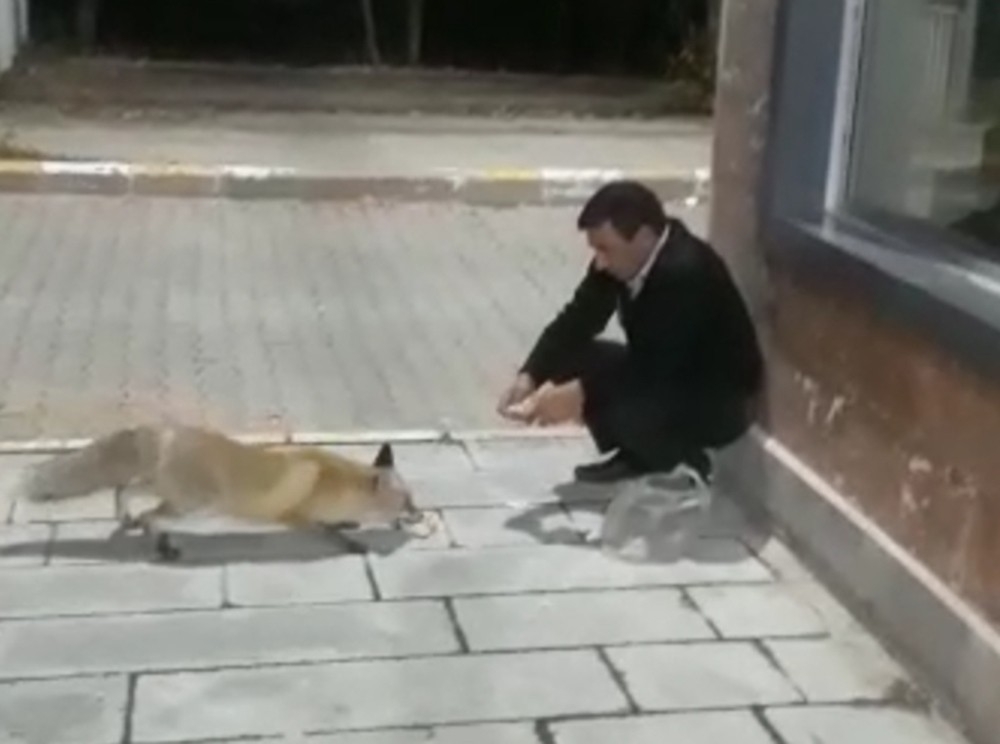 Karslı güvenlikçiler tilkiyi eliyle besliyor