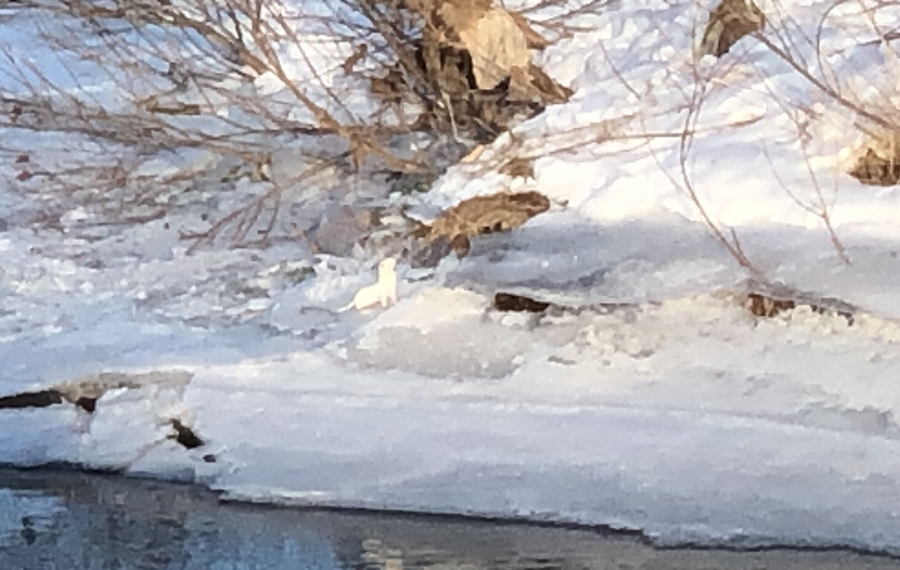 Kars’ta ortaya çıktı
