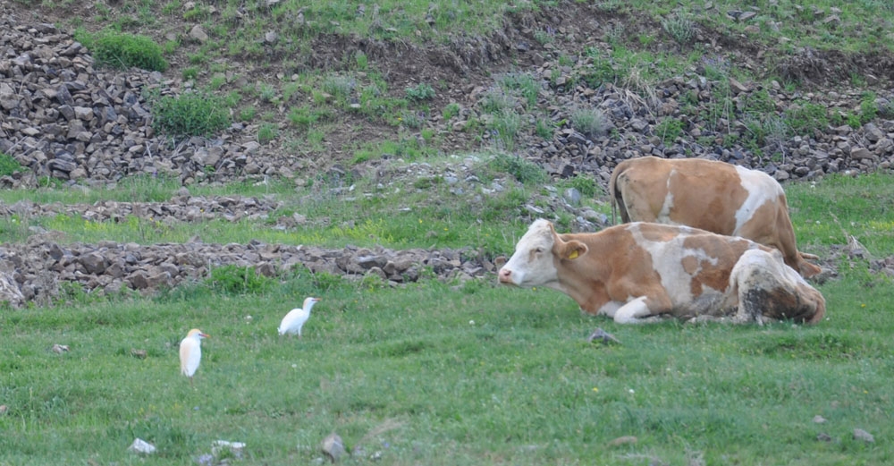 Kars’ta sığır balıkçılı görüldü