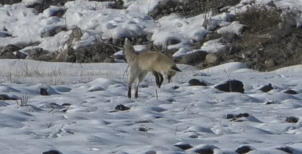 Kars’ta tilkilerin av mesaisi başladı