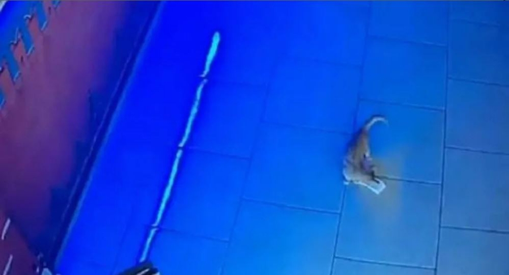 Kasadan para çalan kedi kameraya böyle yakalandı
