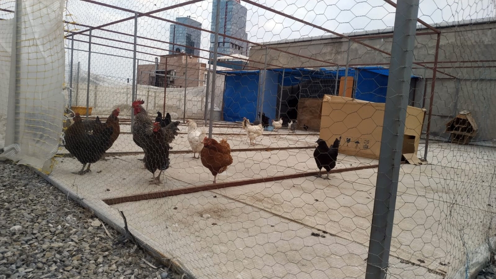 Kaybolan tavus kuşları için seferber oldular
