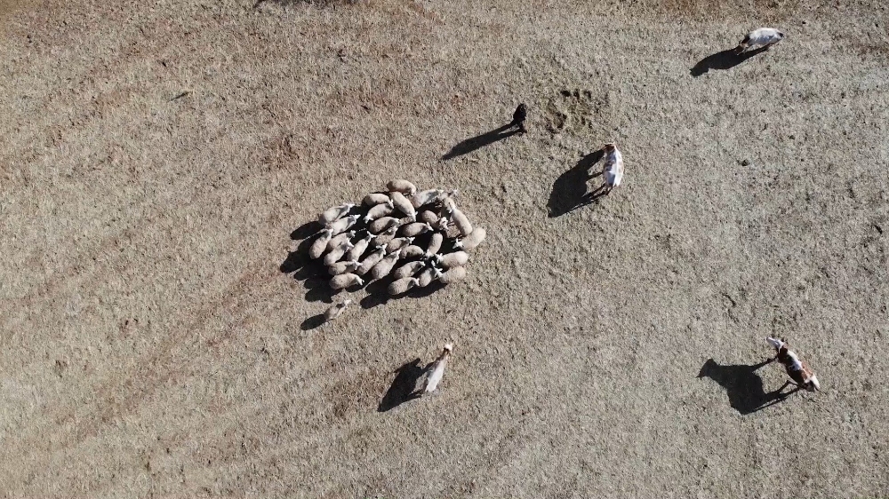 Kayıp koyun sürüsü drone ile bulundu