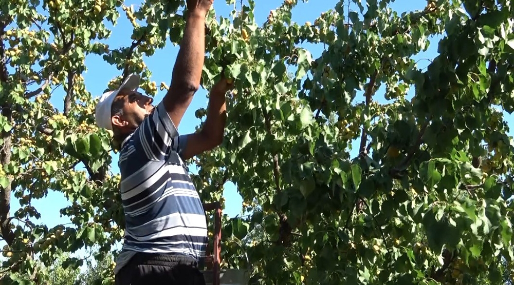 Kayısı hasadında fiyatlar üreticinin yüzünü güldürdü