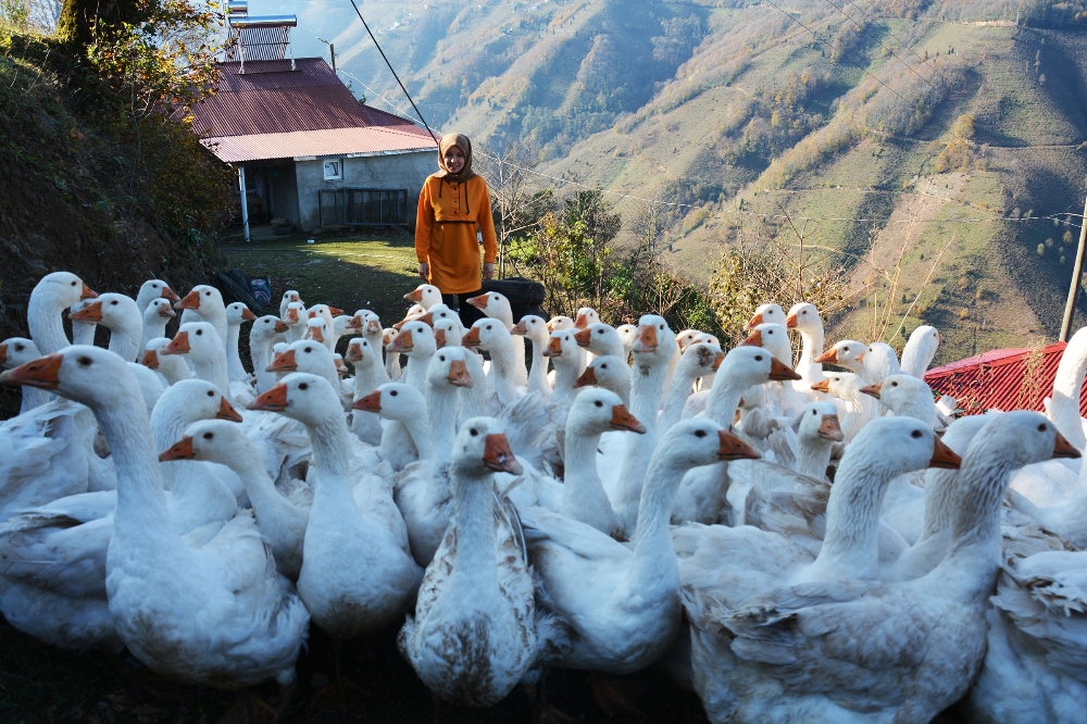 Kaz Yetiştiricisi Üniversite Mezunu Genç Kız