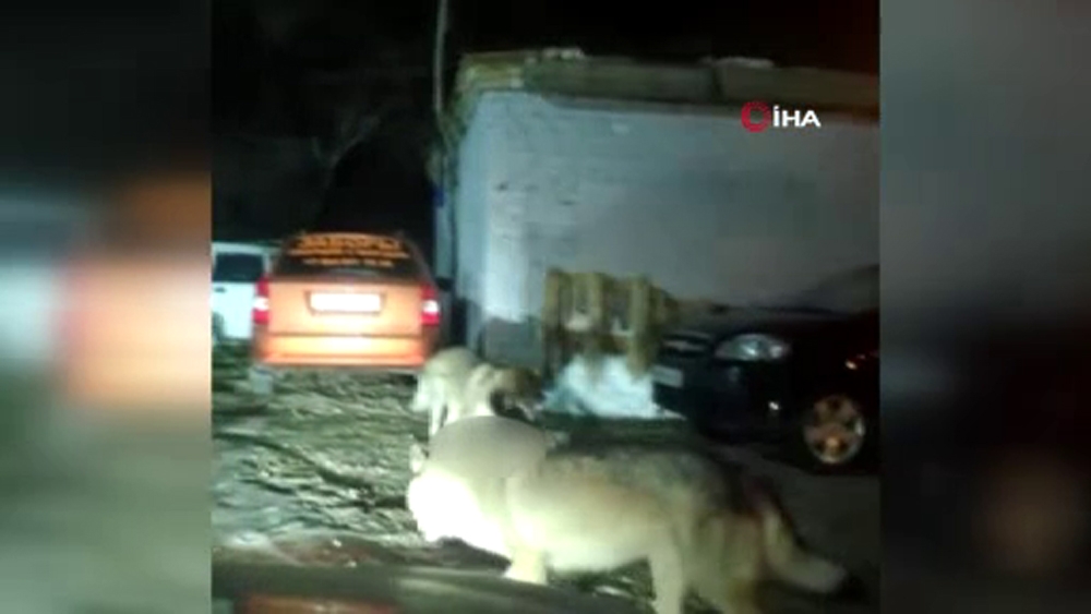 Kazakistan’da aç kalan kurtlar şehre indi