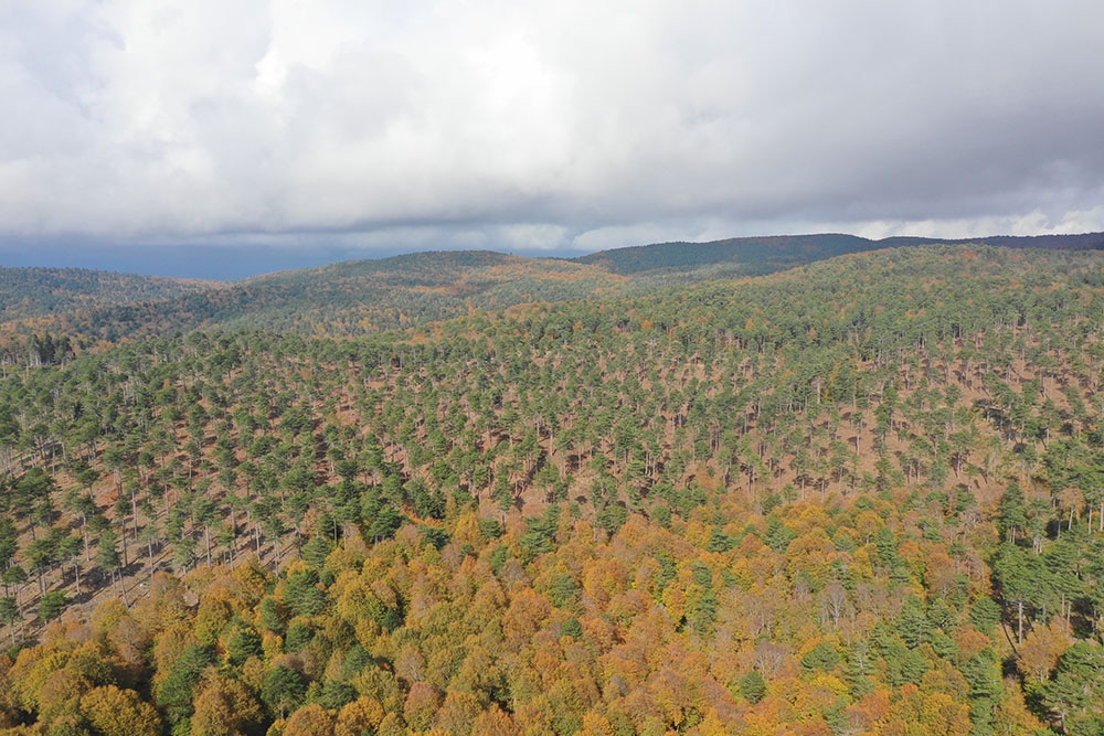 Kazdağları’nın genleri gelecek nesillere aktarılıyor