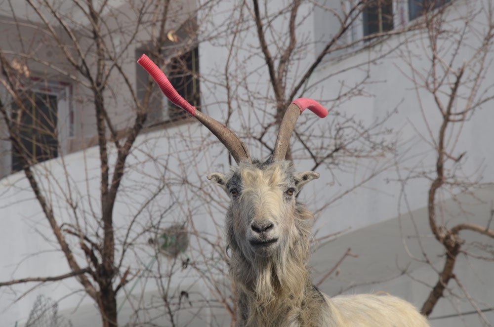 Keçilerin kavgasına hortumlu çözüm