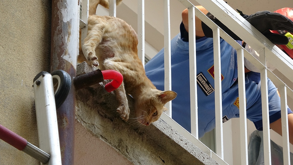 Kedi kurtarma operasyonu nefesleri kesti