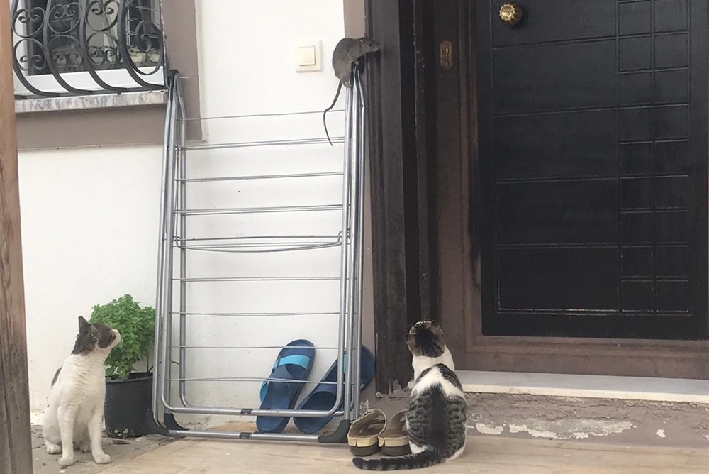 Kedilerden Kaçan Fare Çamaşır Asacağında Bekledi
