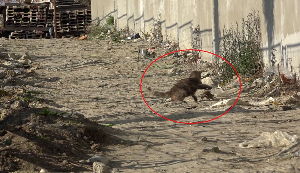 Kedinin fare ile oyunu kahkahaya boğdu