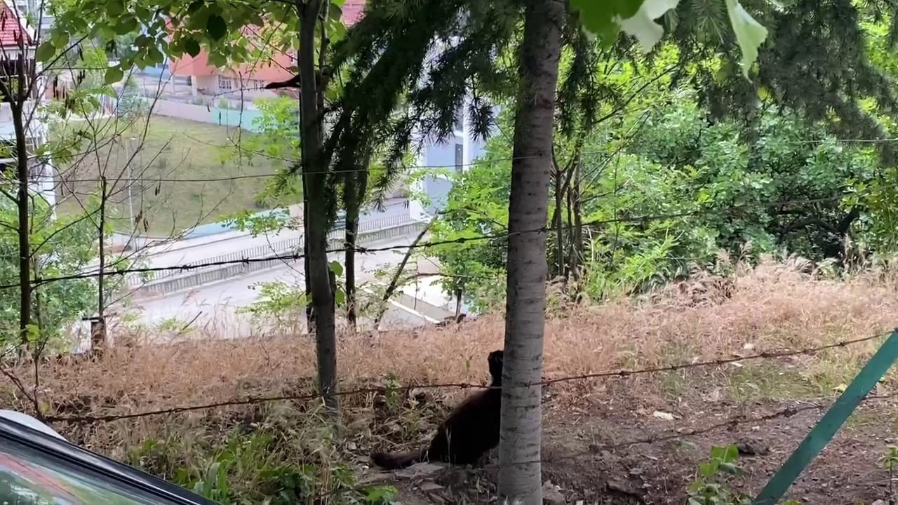 Kedinin kargalarla imtihanı