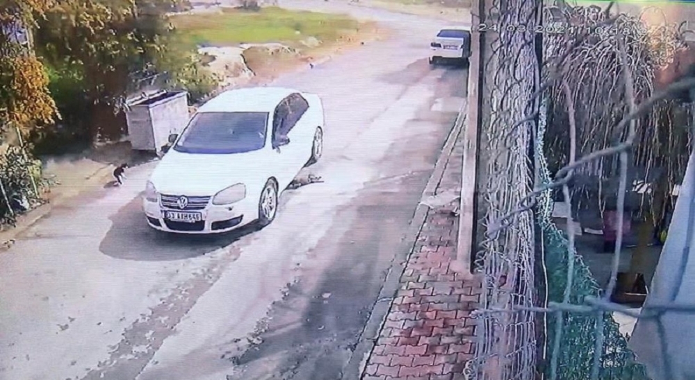 Kediyi ezerek öldüren sürücü gözaltına alındı