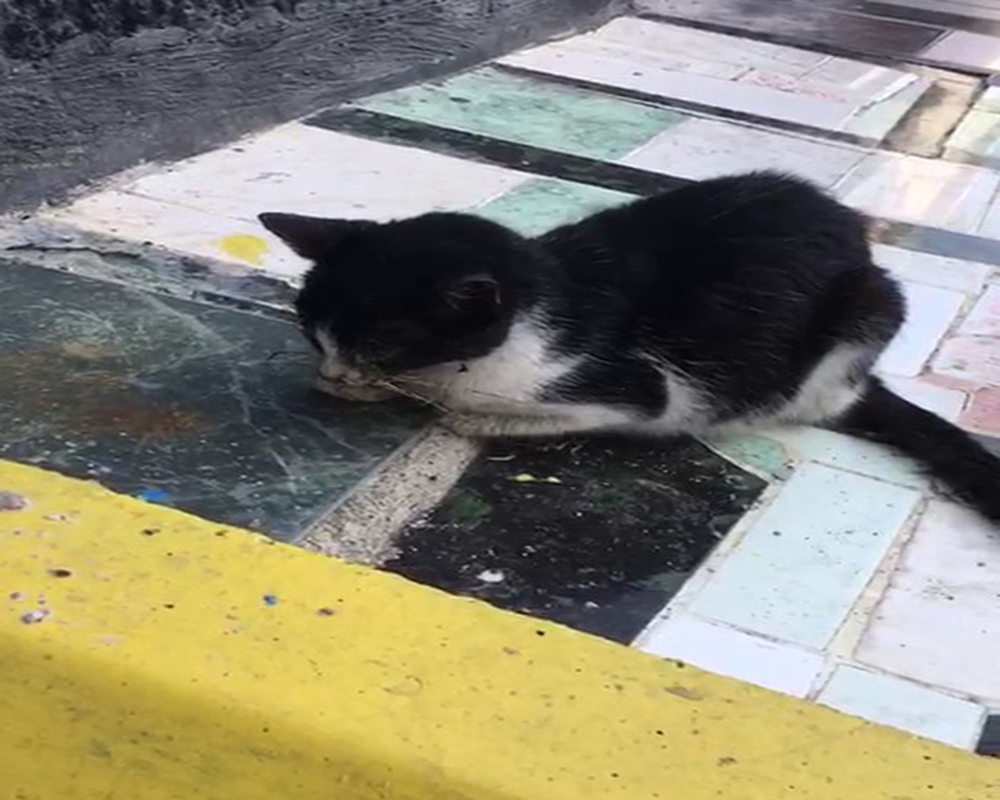 Kediyi kaldırıma yapıştırdılar