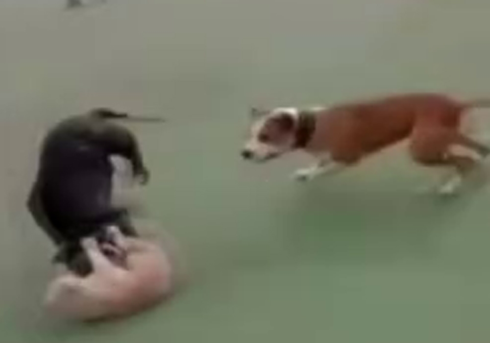 Kediyi Köpeklere Parçalattı, O Görüntülere Tepki Yağdı