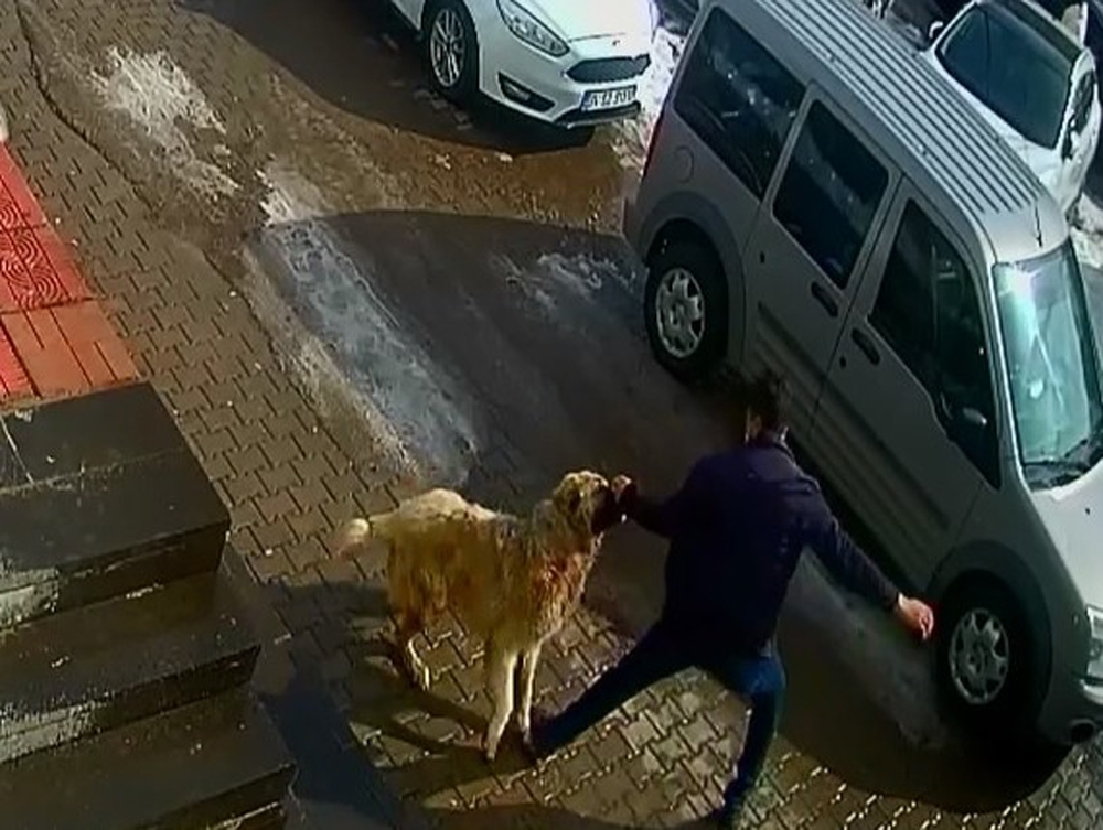 Kendisine saldıran köpeği yumruklayarak kurtuldu