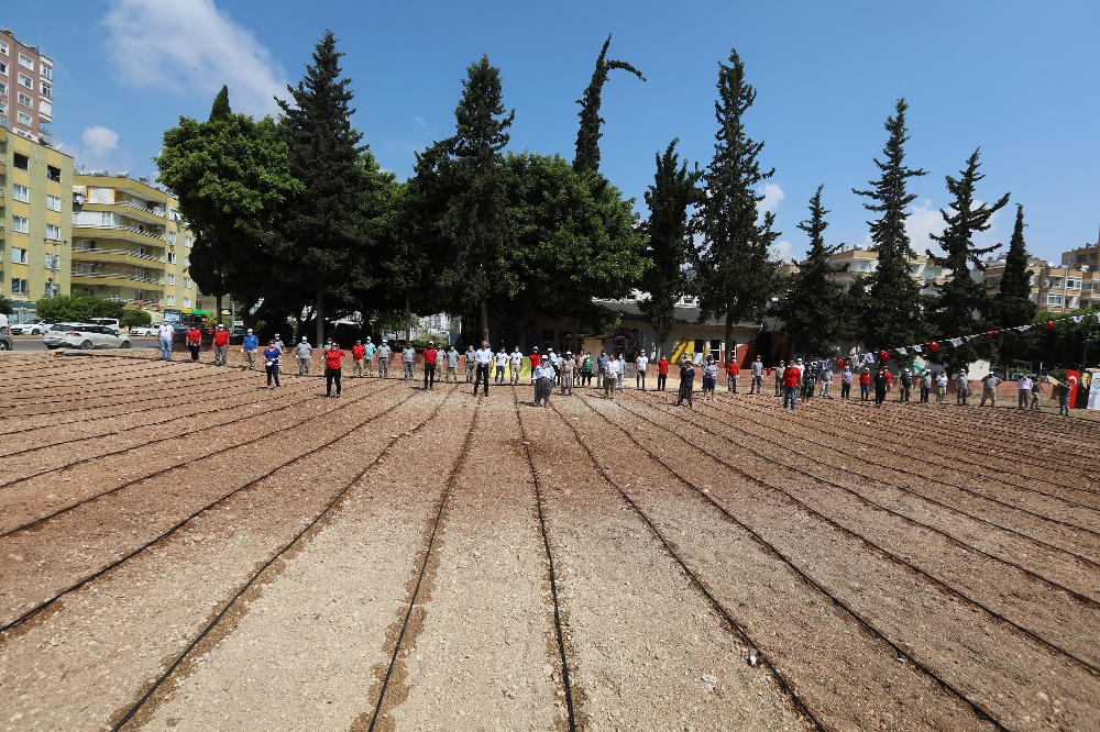 Kentin göbeğinde yüksek binalar arasına mısır ektiler