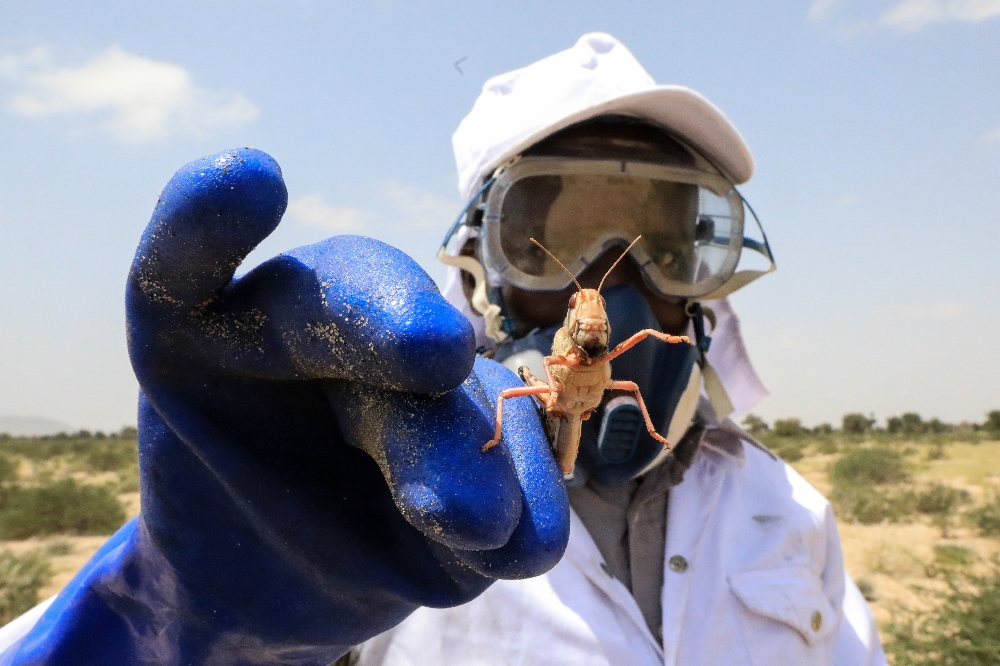 Kenya’yı çöl çekirgeleri tehdit ediyor