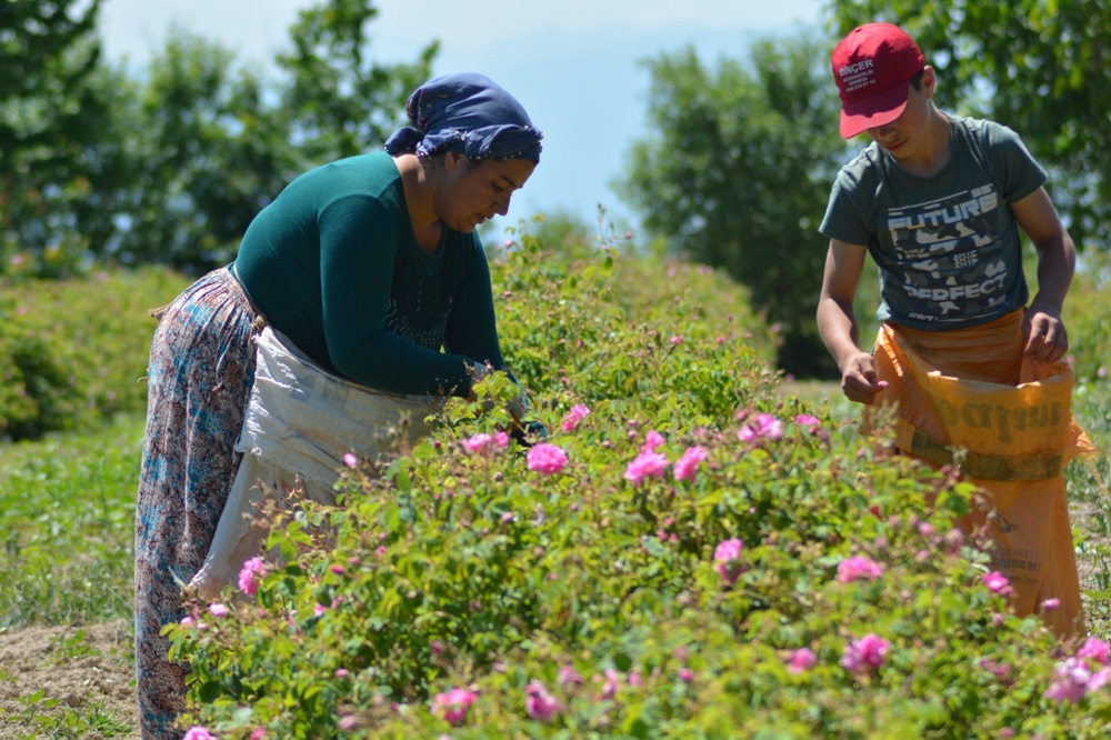 Kilogramı 6 bin eurodan satılan gül yağı üretimi başladı