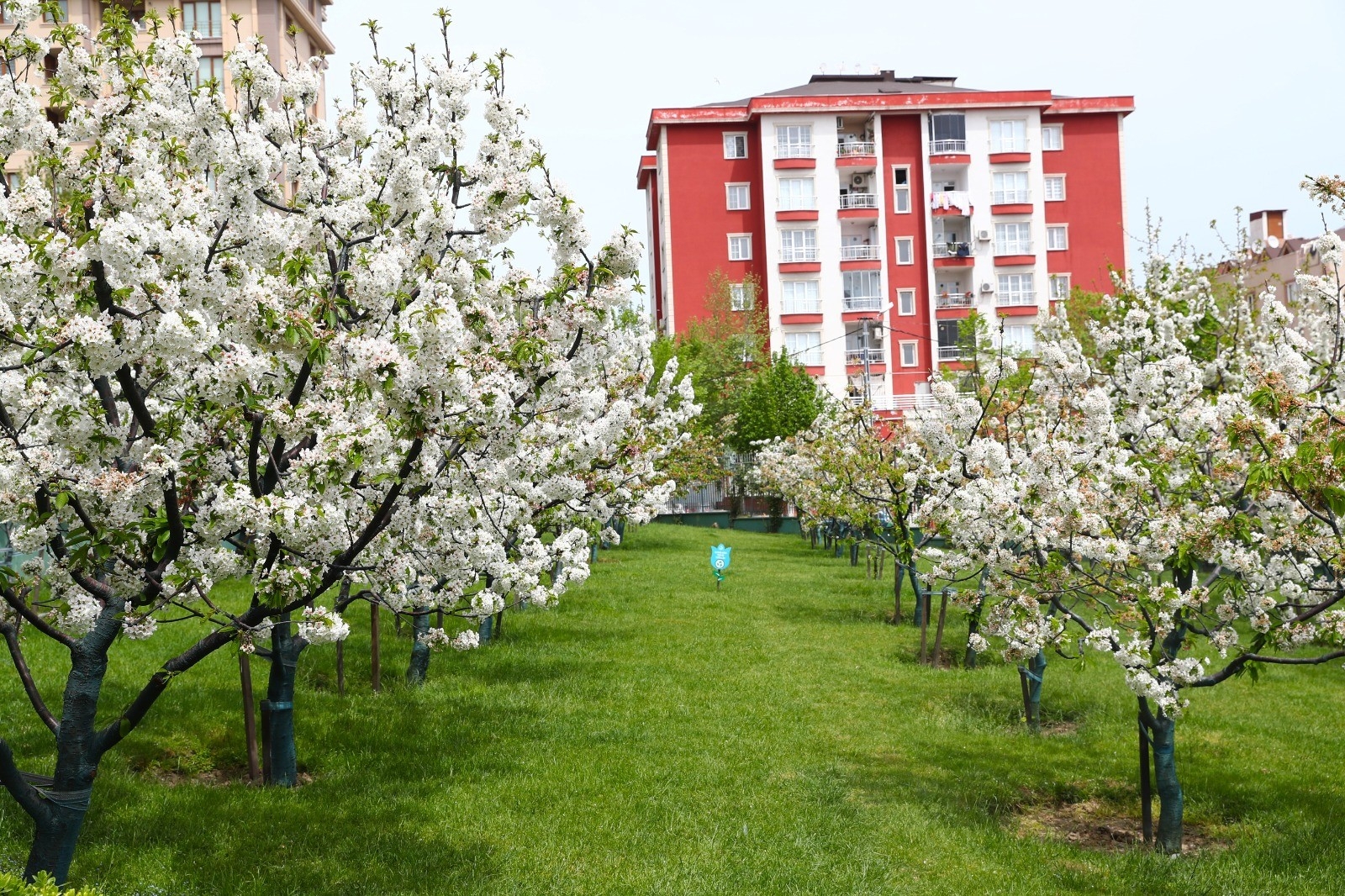 Kiraz bahçesi beyaz gelinliğini giydi