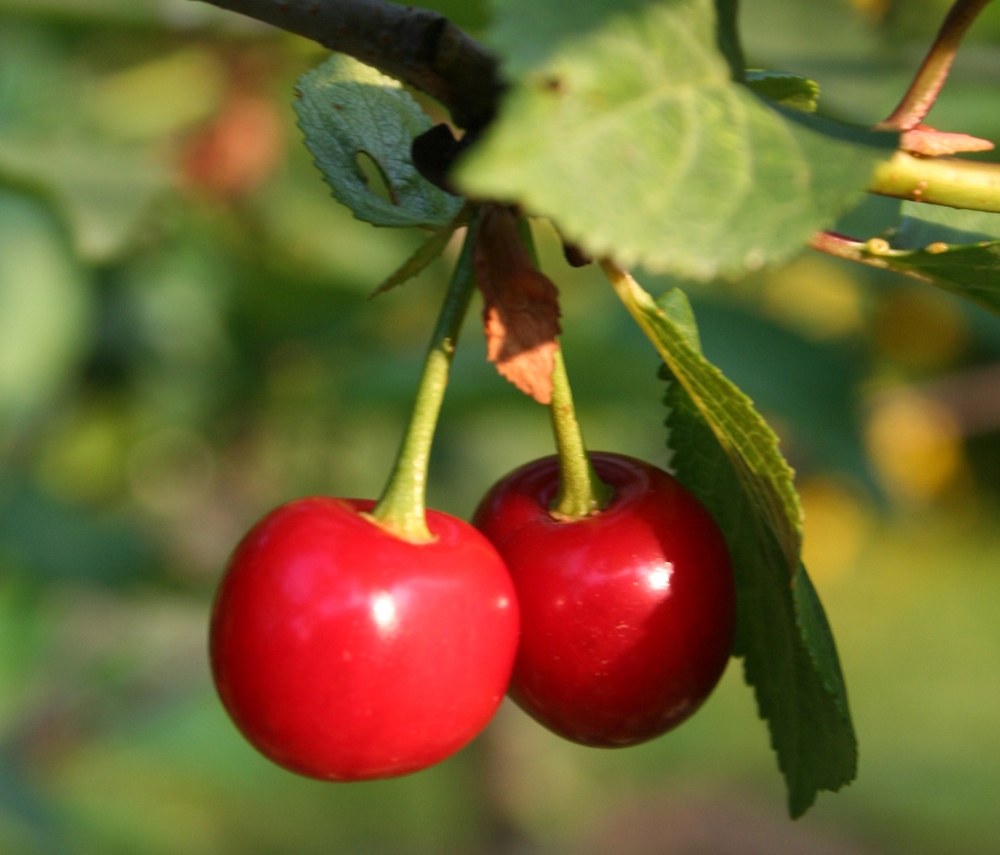 Kiraz için sigorta zamanı
