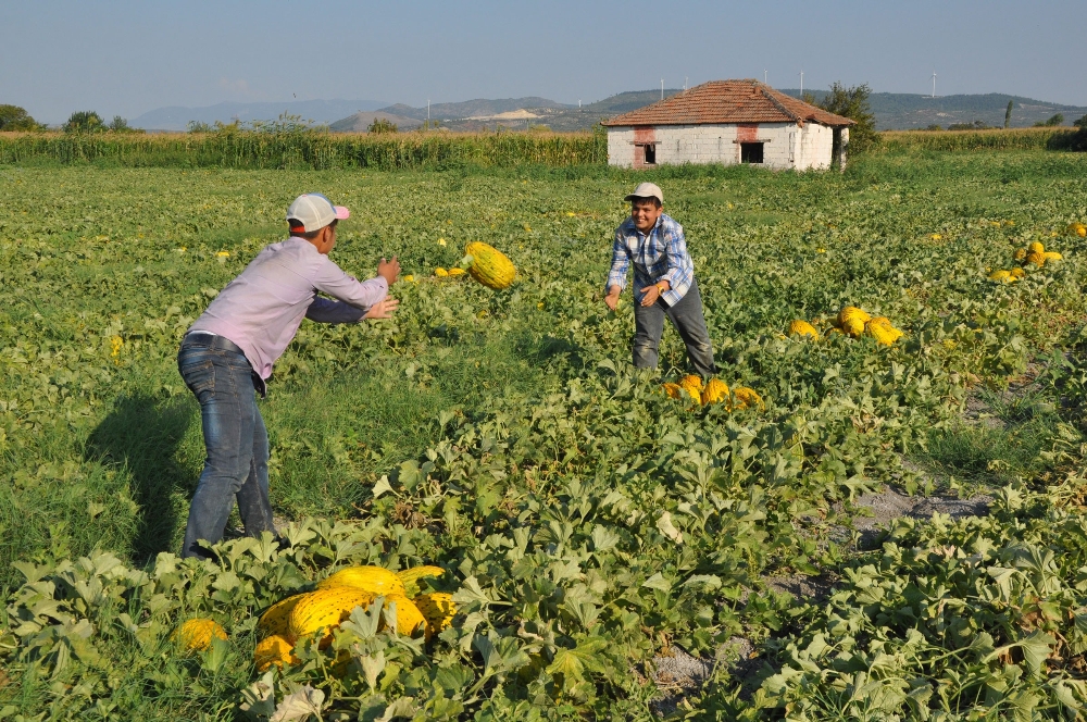 Kırkağaç kavununda ilk hasat başladı