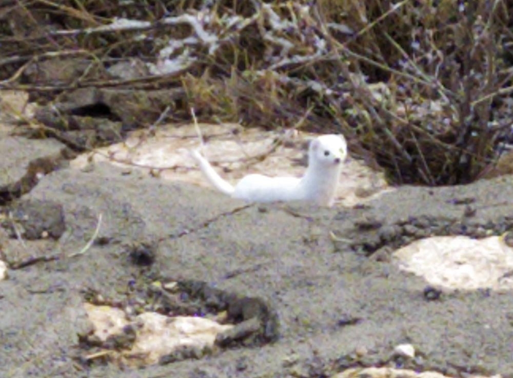 Kış Aylarında Renk Değiştiriyor, Sivasta Görüntülendi