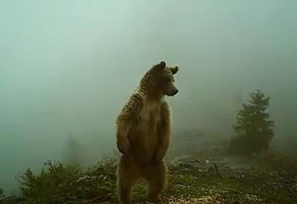 Kış uykusundan uyanan ayılar foto kapanla görüntülendi