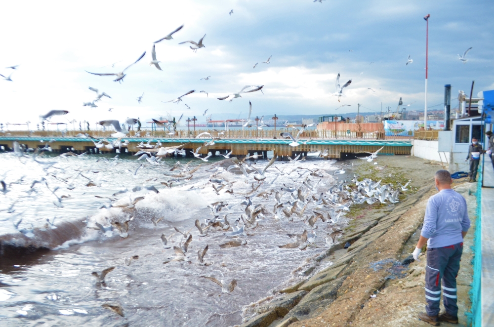 Kısıtlamada aç kalan martıların yiyecek kapma mücadelesi