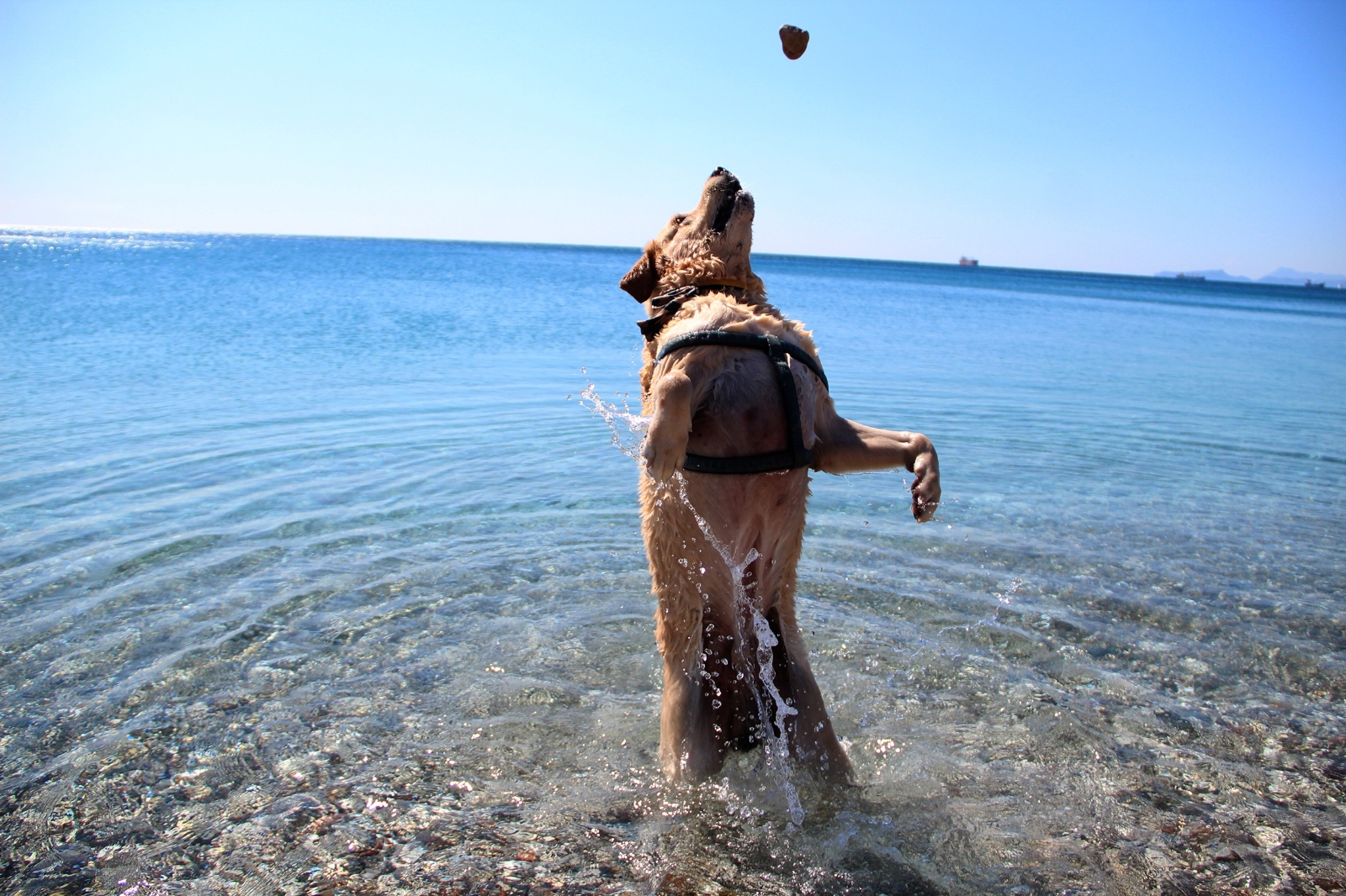 Kısıtlamanın keyfini sahilde Çiko çıkardı