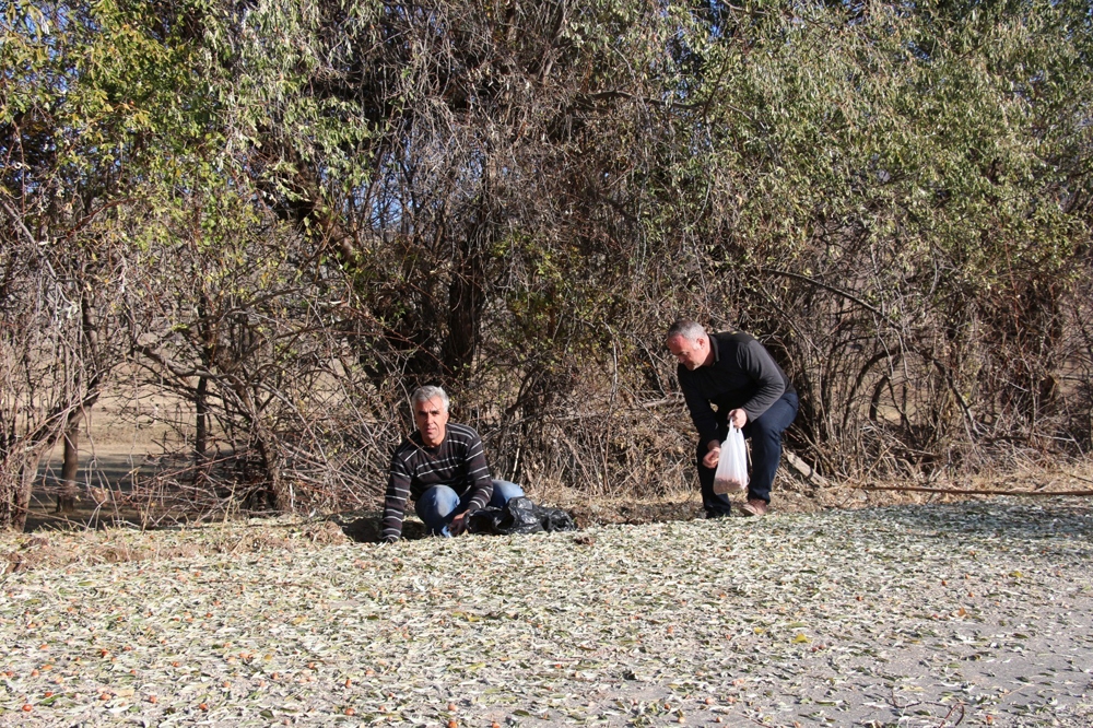 Kışlık Meyve İğde Toplanmaya Başladı