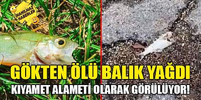 Kıyamet mi geliyor?: Gökten ölü balık yağdı!