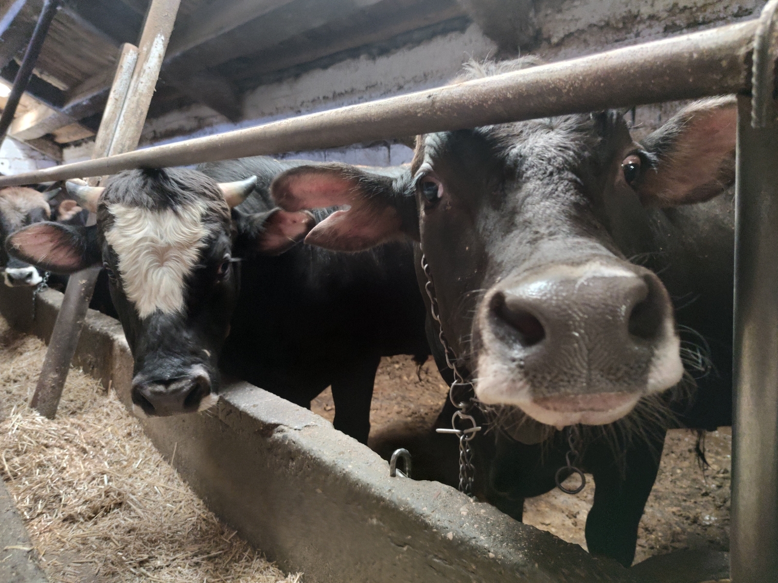 Kızılay 2021 kurban vekalet fiyatlarını belirledi