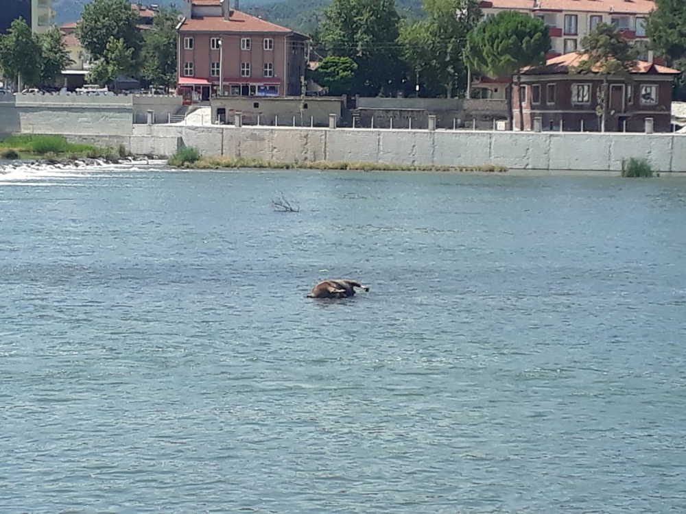 Kızılırmak’taki hayvan leşi tepki çekti