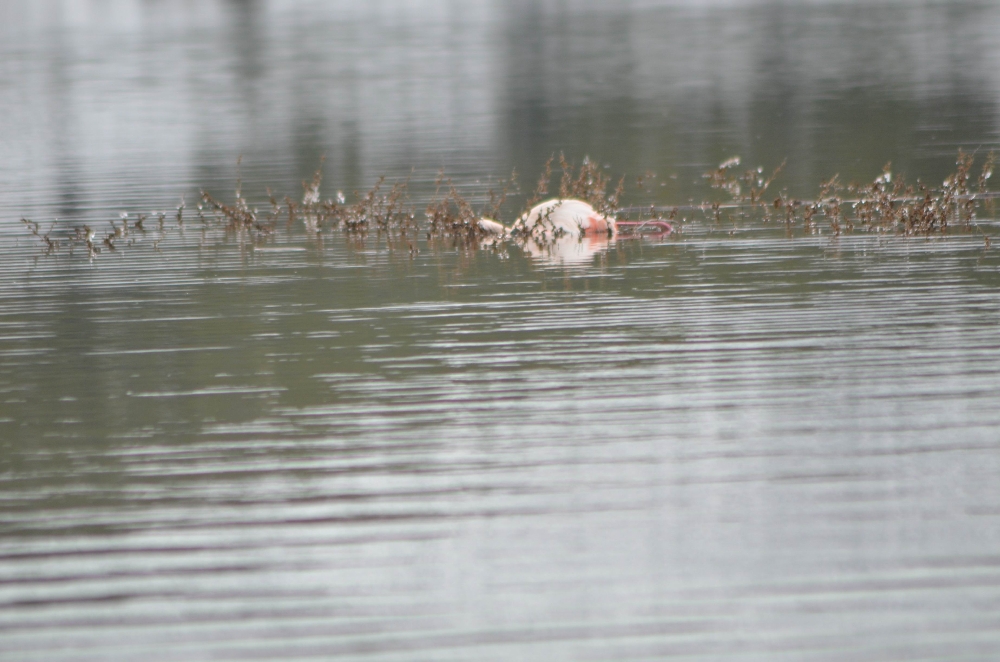 Konya’da 13 flamingo soğuktan dondu