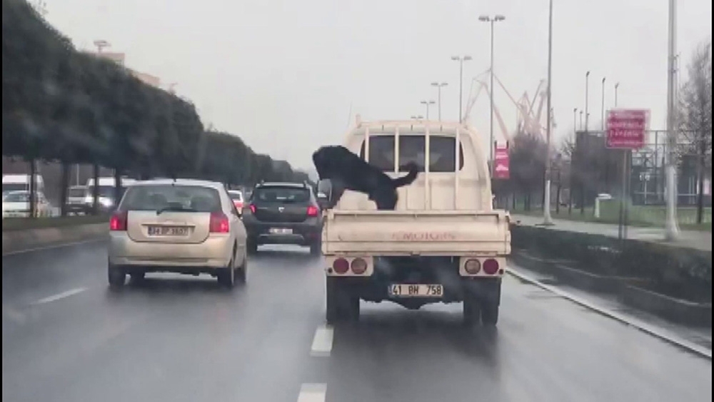 Köpeğin 85 km hızla kamyonet kasasındaki tehlikeli yolculuğu kamerada