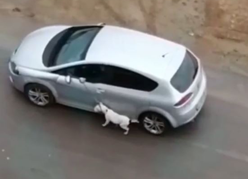 Köpeğini tasmasından tutup otomobilden sürükleyerek gezdirdi