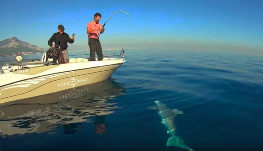 Köpek Balığı Oltaya Geldi