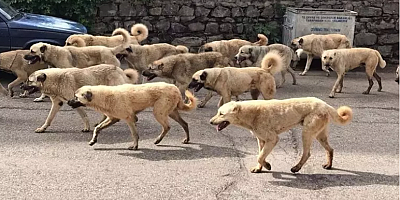 Köpek çetelerinin nedeni tersine göç